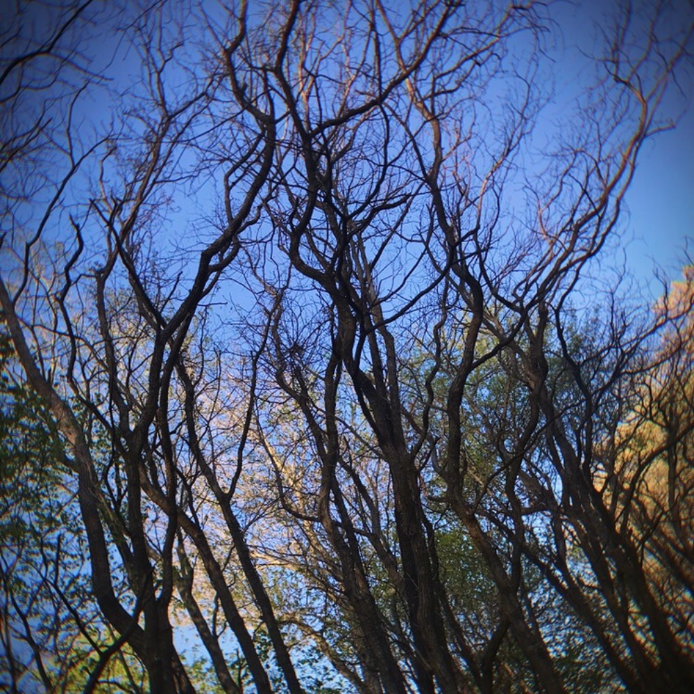 Meet your Posher, Rene - Picture 1 of 1